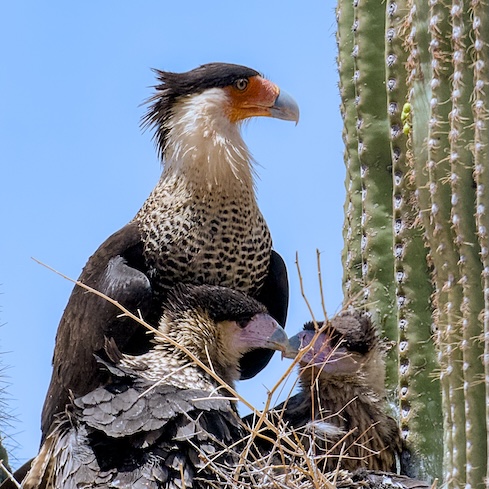 Caracara