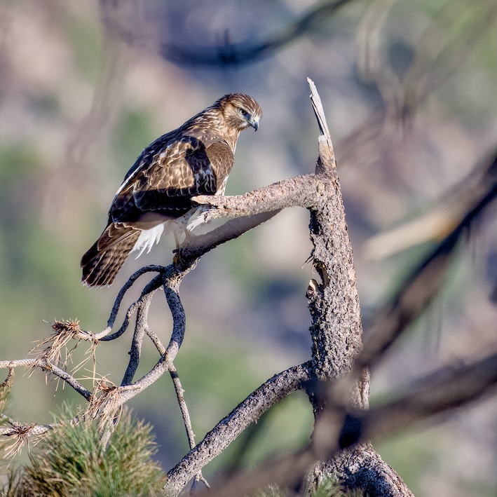 Hawk in a ponderosa pine